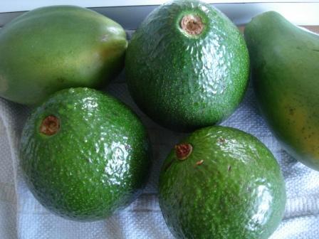 Hilo Avocados and Papayas